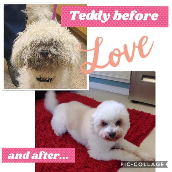 Meet your posher ๐คโคโบ๐ฏ๐๐๐ - Picture 15 of 16